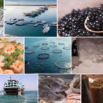 The 8th Int’l Fisheries Industry Exhibition (IFEX 2024)