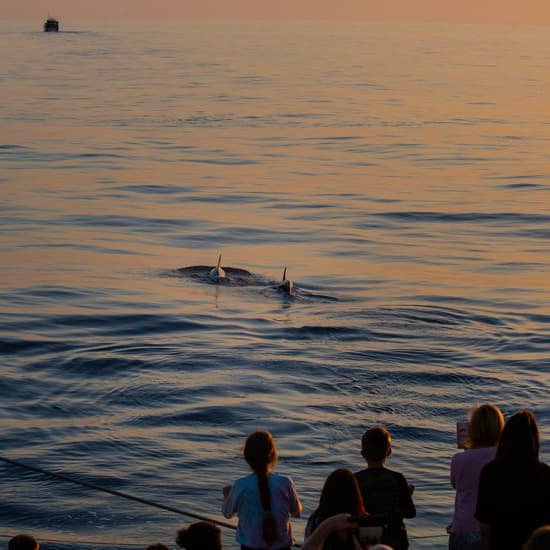 Avistamiento de delfines en Mallorca con Click Mallorca
