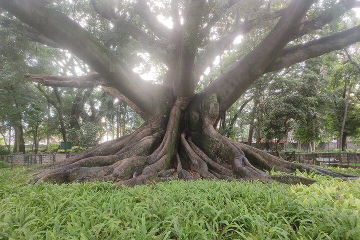 Lalbagh Botanical Garden Early Morning Walk + Breakfast at MTR