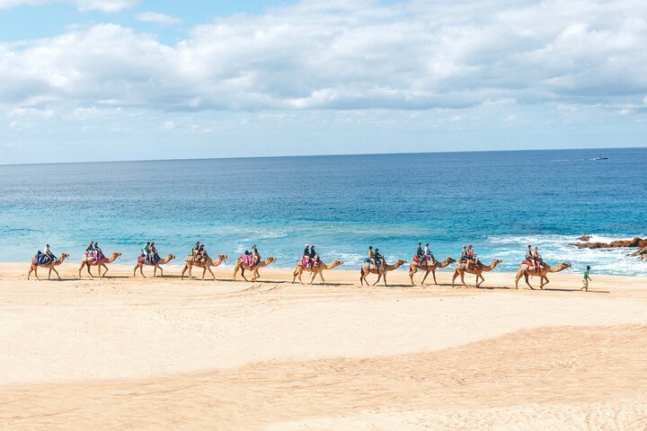Beach Camel Ride and Encounter in Cabo