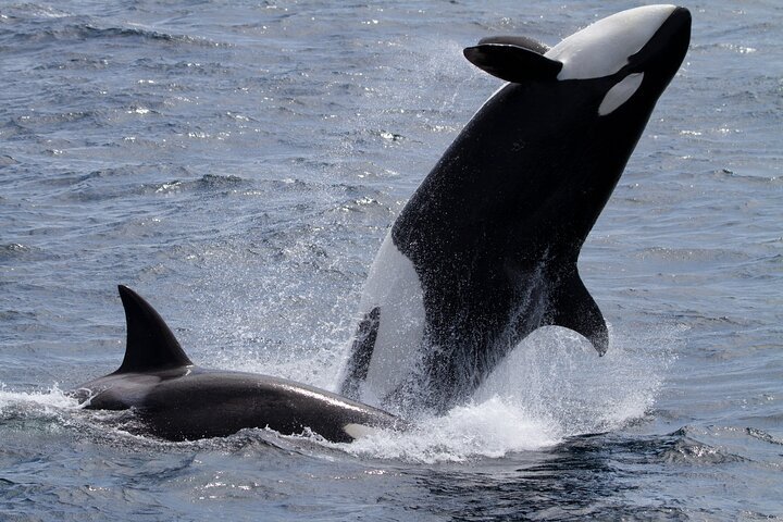 Monterey Whale Watching Tour