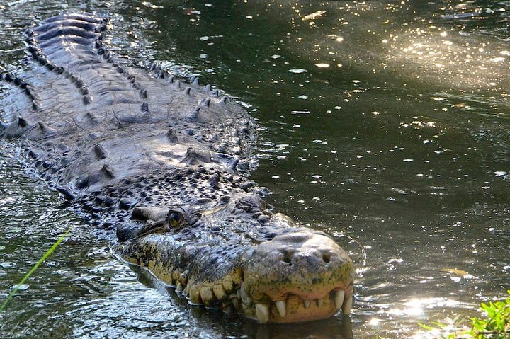 Wild life tour in Chennai with guide and private car