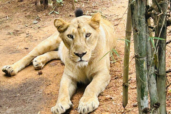 Explore Bangalore’s Wild Side – An Exclusive Bannerghatta Safari!