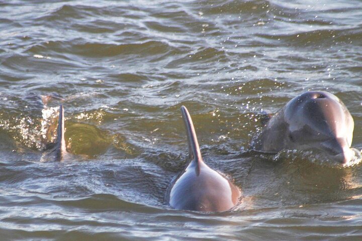 2-Hour Dolphin and Nature Eco Tour from Orange Beach