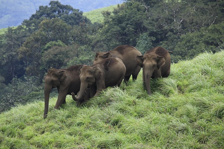 7 nights Private tour Cochin/Munnar/Thekkady/Houseboat/Kovalam