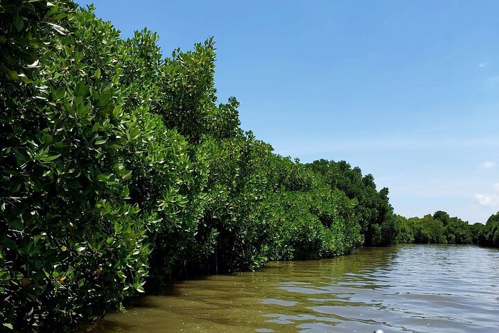Pichavaram Mangrove & Nataraja Temple from Pondicherry With Lunch